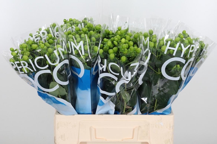 <h4>Hyp Coco Bamboo</h4>