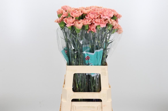 <h4>Dian St Petra</h4>