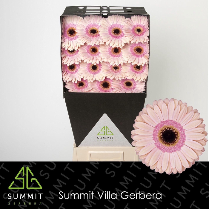 <h4>GE GR ALLIANCE</h4>