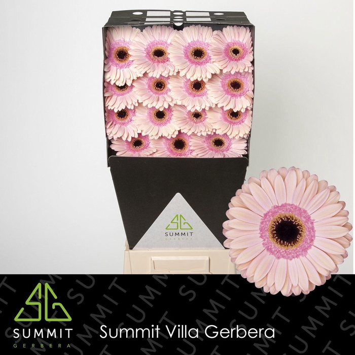 <h4>GE GR ALLIANCE</h4>