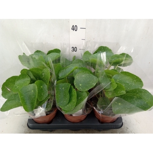 Pilea peperomoides