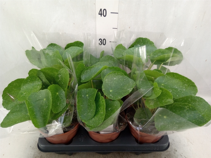 Pilea peperomoides