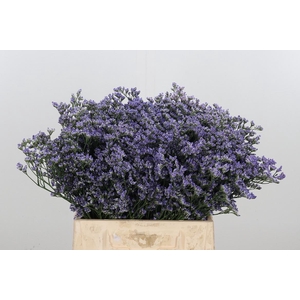 Limonium Utah Blue