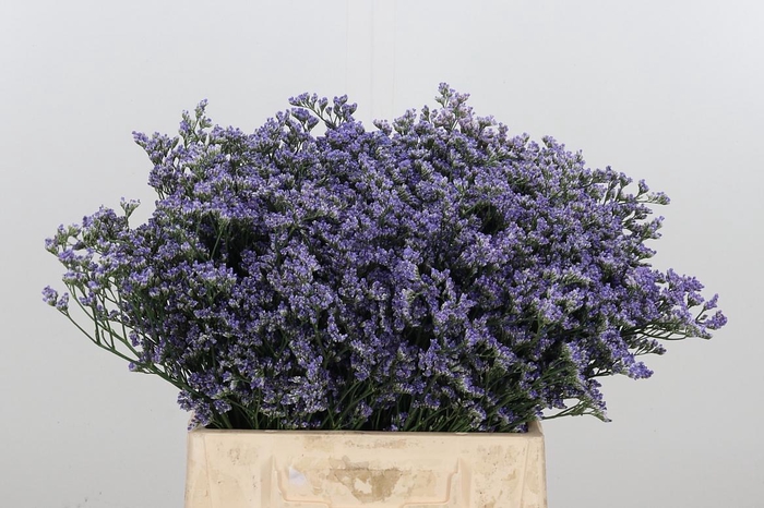<h4>Limonium Utah Blue</h4>