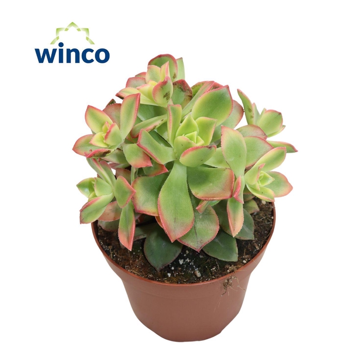 <h4>Aeonium Kiwi</h4>