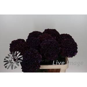 Hydrangea mag dark ruby