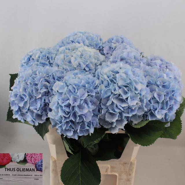 <h4>HYDR M CH VERENA BL</h4>