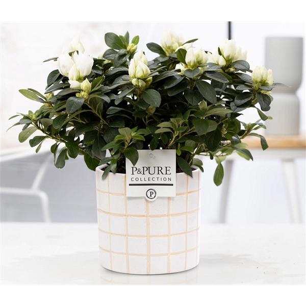 <h4>1st class Azalea white in P&PURE Tirza ceramics</h4>