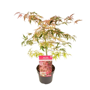 Acer palm. 'Shirazz'