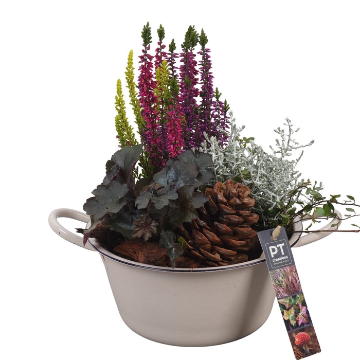 <h4>Arr.   Tuinplanten L%</h4>