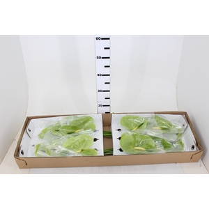 ANTHURIUM MIDORI 15/18 050 CM DIAM MIN 15 CM VERDE
