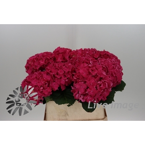 Hydrangea rodeo red