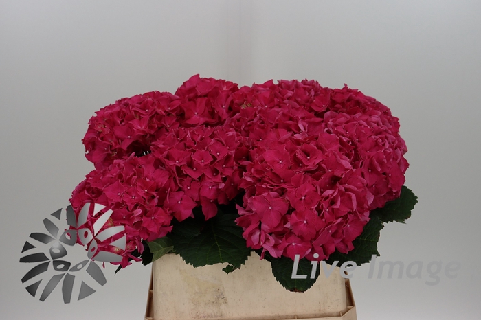 <h4>Hydrangea rodeo red</h4>