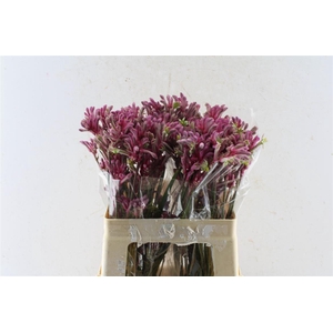 Anigozanthos Mini Pearl Pink