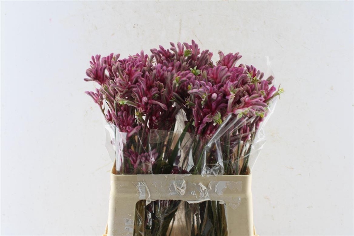 <h4>Anigozanthos Mini Pearl Pink</h4>