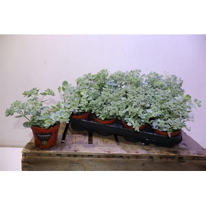 Sedum Sieboldii