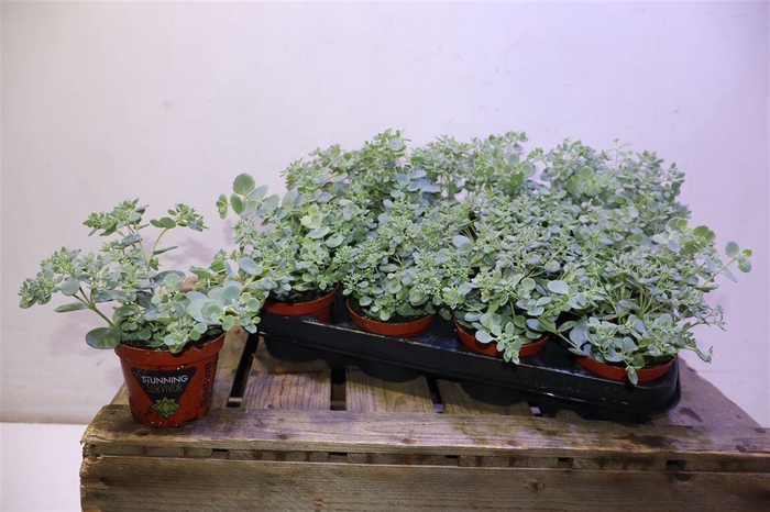 <h4>Sedum Sieboldii</h4>