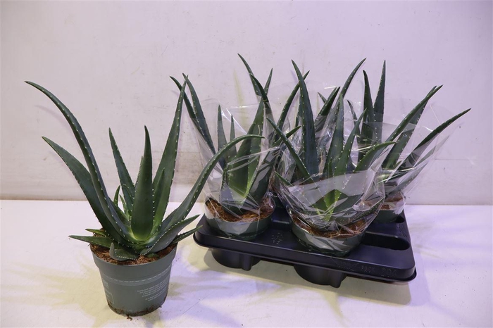 <h4>Aloe Vera</h4>