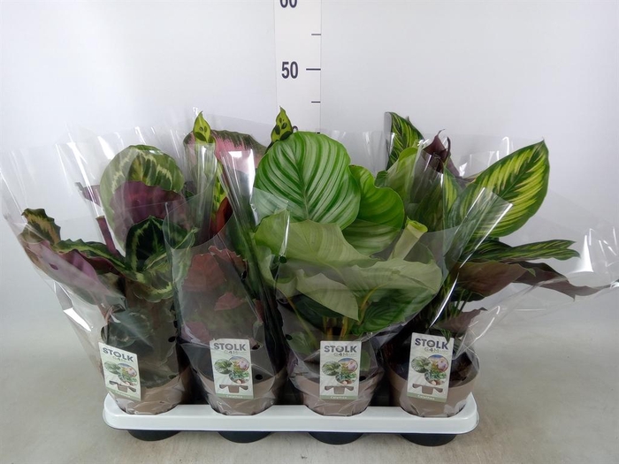 <h4>Calathea   ...mix 4</h4>