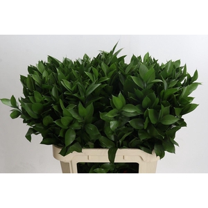 Ruscus aculeatus   ...groot blad