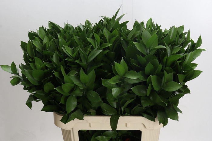 Ruscus aculeatus   ...groot blad