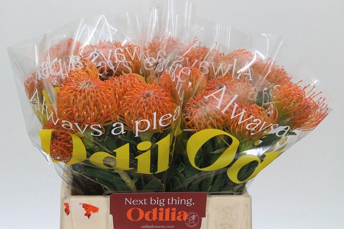 <h4>Nutans Ayoba Peach</h4>