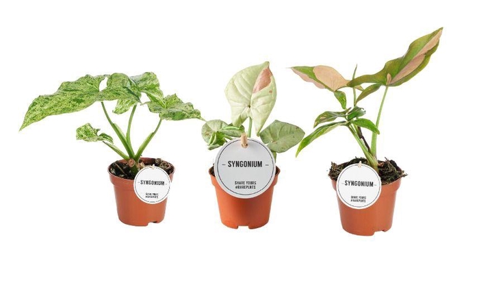 <h4>Syngonium Gemengd</h4>