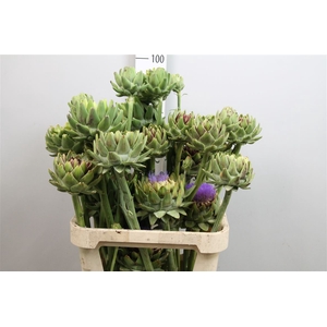 Cynara Groene V Laon