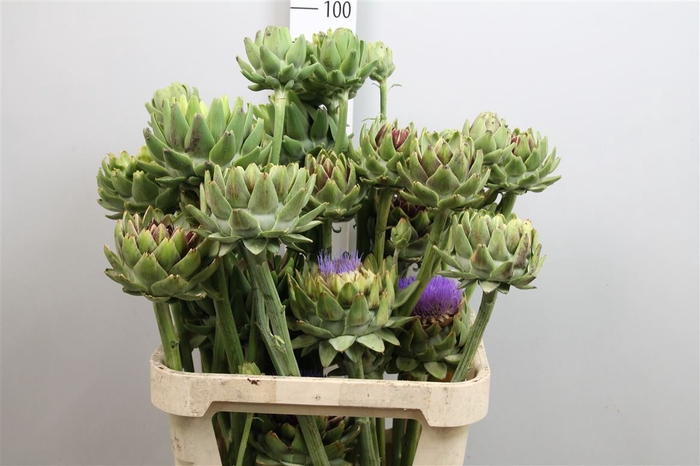 <h4>Cynara Groene V Laon</h4>
