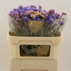 Limonium sinuatum 'Mix'