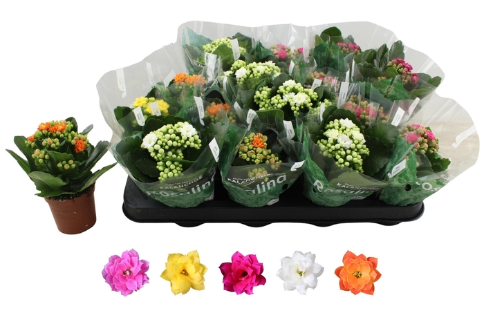 <h4>KAL GE RO GEM 5 KL</h4>