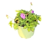 Geranium Rozanne