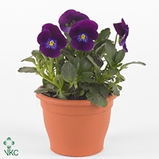 VIO CO TW VIOLET FLA