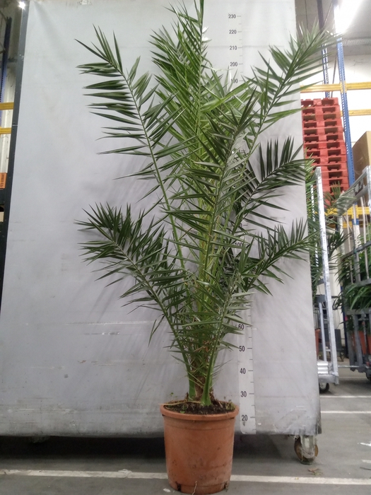 <h4>Phoenix canariensis</h4>
