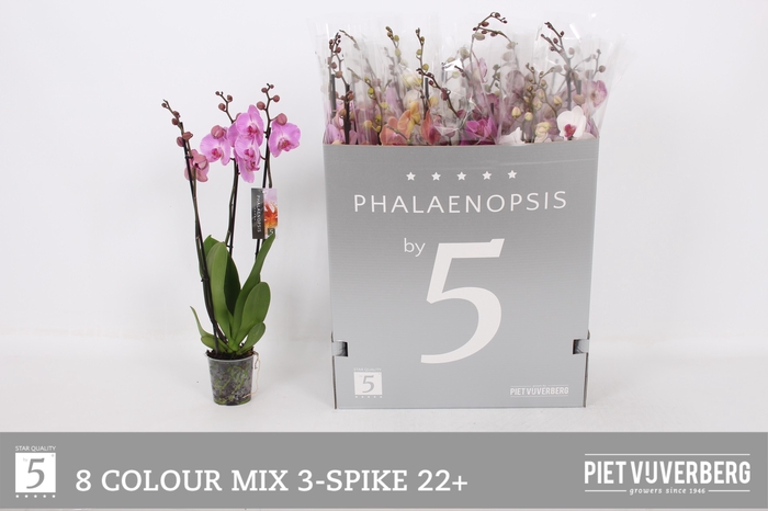 <h4>PHAL GEM 8 KL</h4>