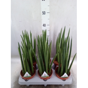Sansevieria cyl.  ...