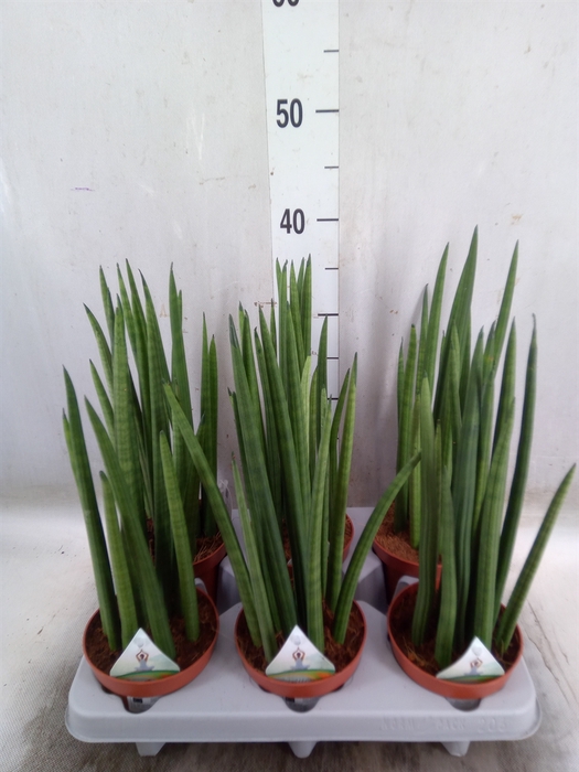 <h4>Sansevieria cyl.  ...</h4>