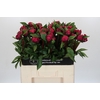 Paeonia Red Sarah Bernhardt