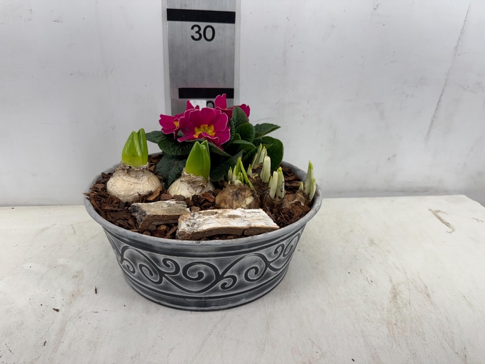 <h4>ARR BOL KNOLGEWAS</h4>