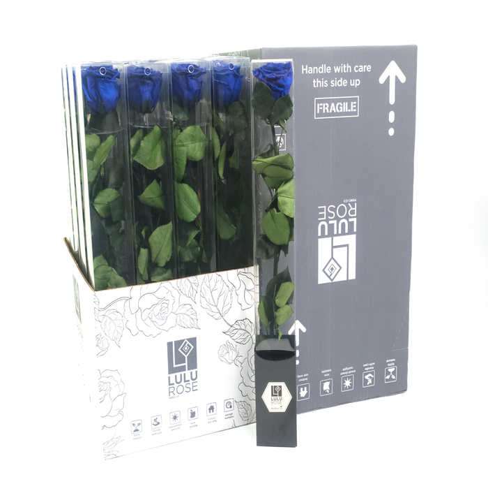 Rosa Preserved Stem 50cm Classy Blue