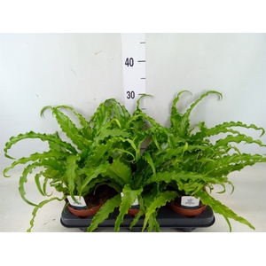 Asplenium antiquum 'Osaka'