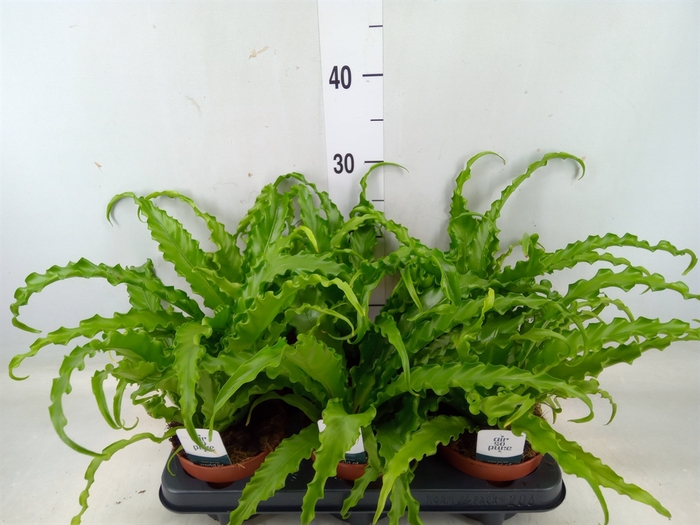 <h4>Asplenium antiquum 'Osaka'</h4>