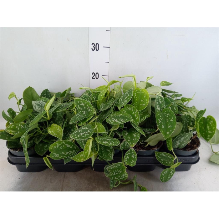 <h4>Scindapsus pictus 'Argyraeus'</h4>