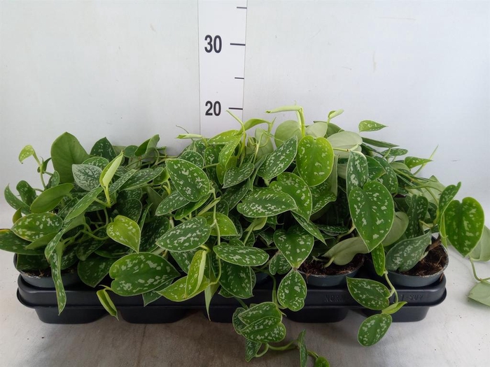 Scindapsus pictus 'Argyraeus'