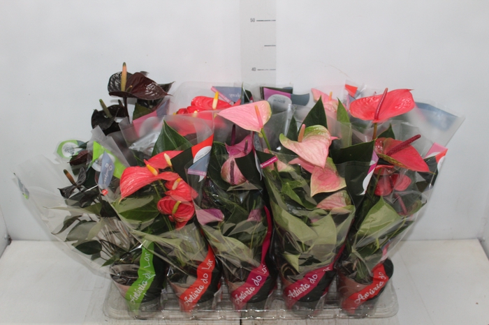 <h4>ANTHURIUM VARIADO P12</h4>