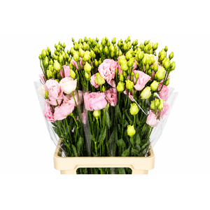 Eustoma Du Alissa Rose