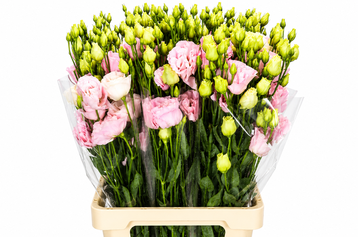 <h4>Eustoma Du Alissa Rose</h4>
