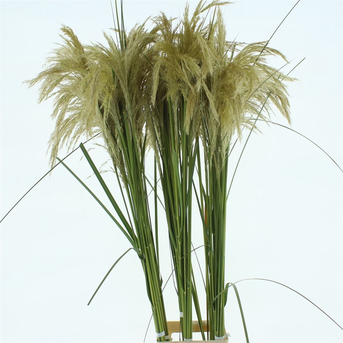 <h4>Cortaderia Richardii</h4>