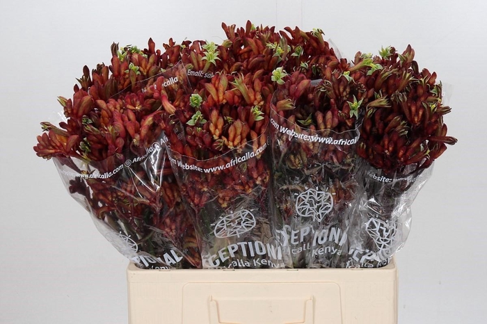 <h4>Anigozanthos Early Spring</h4>