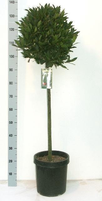 <h4>LAU NOBILIS</h4>